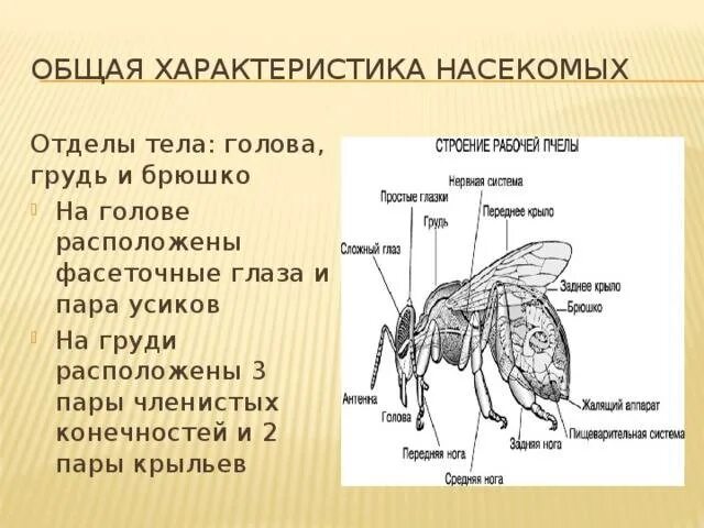 Три особенности насекомых. Равнокрылые строение крыльев. Основные черты класса насекомые. Отряд Равнокрылые строение крыльев. Общая характеристика насекомых 8 класс.