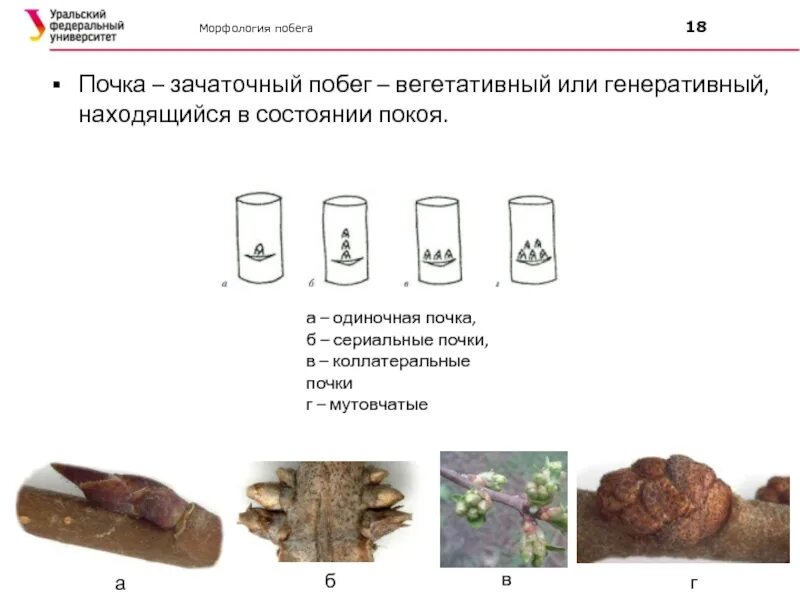 Какое расположение почек у жимолости Картинки расположение почек на стебле