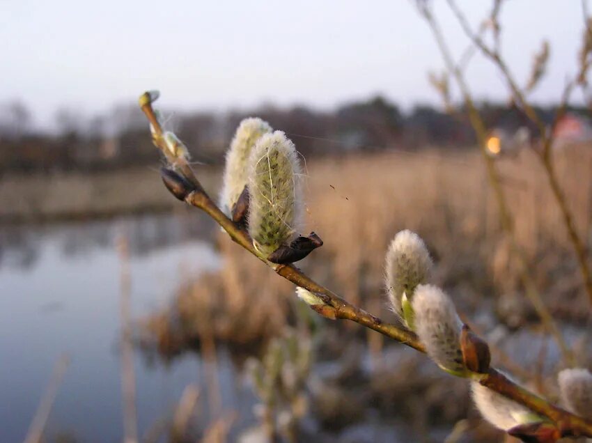 весенний ветер. ветер апрель. зима без осадков. дерево на ветру. облачность плюс 19 картинки.