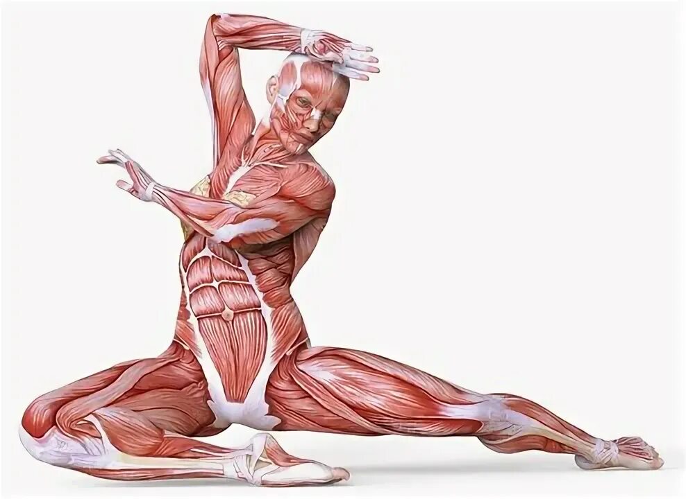 Как выглядит тело без кожи Helmut Strebl is the most shredded man alive at 50 years old!