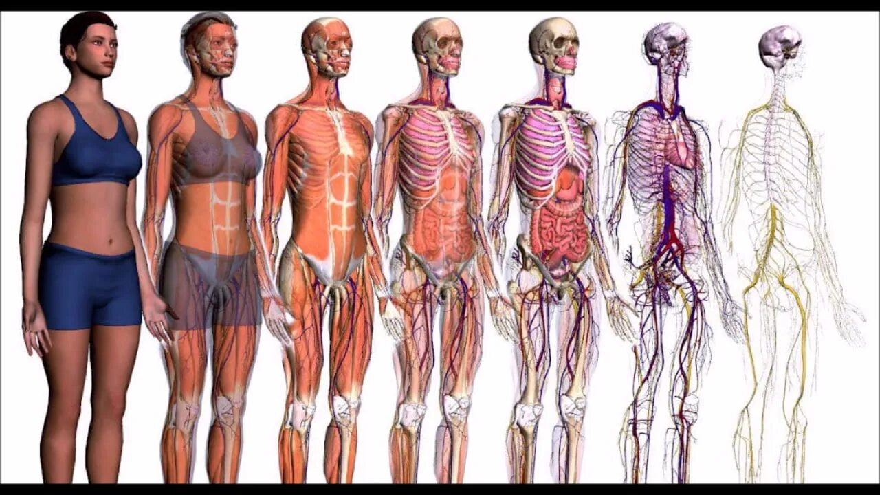 Анатомия человека. Анатомия тела. Анатомия женщины.