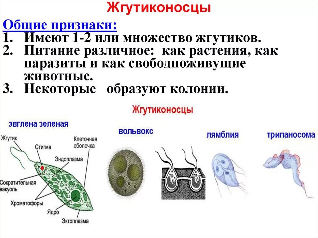 Паразитические жгутиконосцы таблица. Тип Саркодовые и жгутиконосцы Саркодовые. Таблица по биологии 7 класс простейшие жгутиконосцы инфузории. Представители жгутиконосцев 7 класс биология. Выберите паразитических простейших ответ