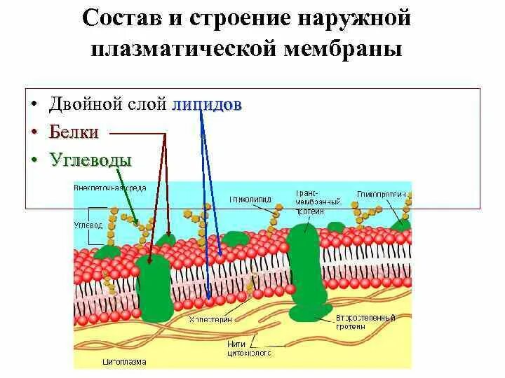 Строение и функции плазматической. Плазматическая мембрана строение и функции. Строение плазматической мембраны. Плазматическая мембрана липиды белки углеводы. Белки плазматической мембраны.