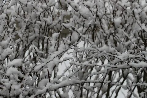 Кусты под снегом