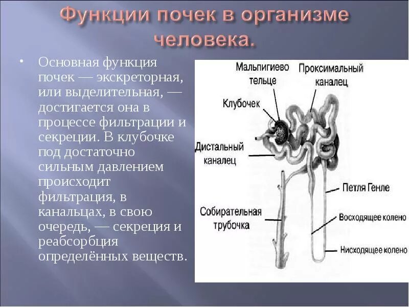 Сколько дают за почку. Функции органов почки. Строение функции почек органы функции. Принцип работы почек. Функции почек в организме человека.