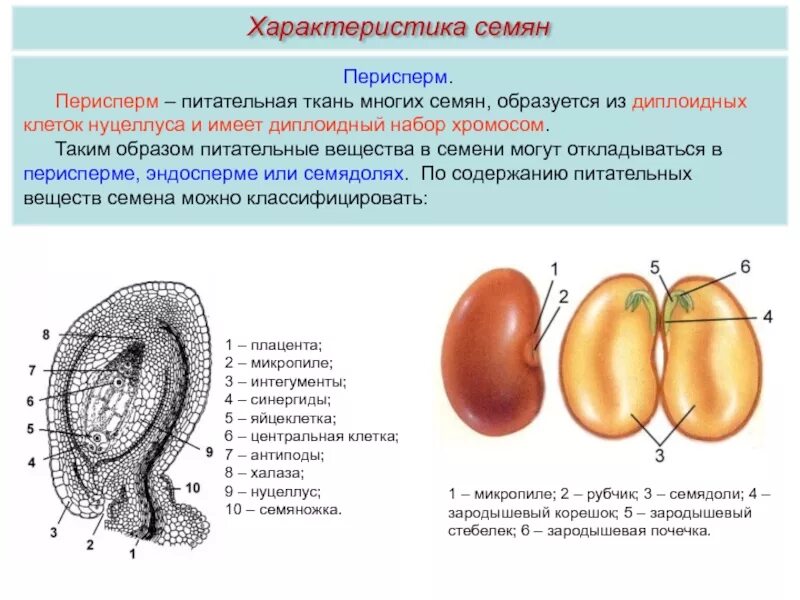Из каких клеток образуется семенная кожура. Семена двудольных растений с эндоспермом. Семена с эндоспермом и без эндосперма. Строение семян двудольных без эндосперма. Строение семян запасающая ткань.