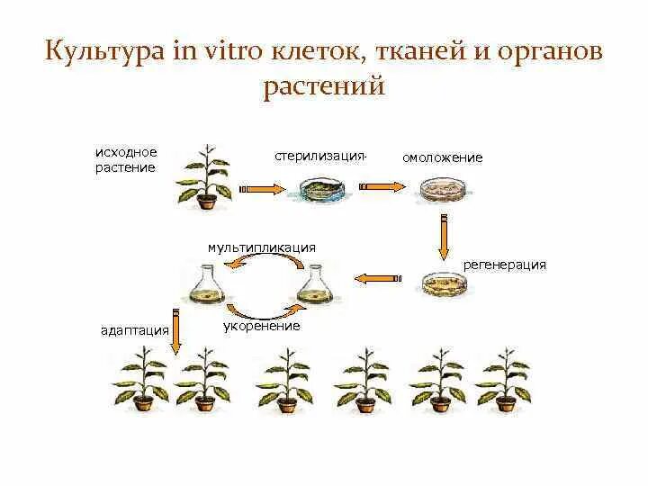 Культура клеток высших растений. Стерилизация исходного растительного материала. Регенерация растений в культуре клеток. Метод культуры клеток и тканей.