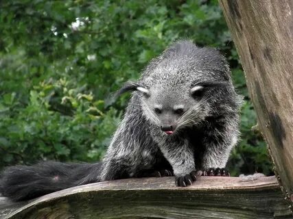 Brother musang