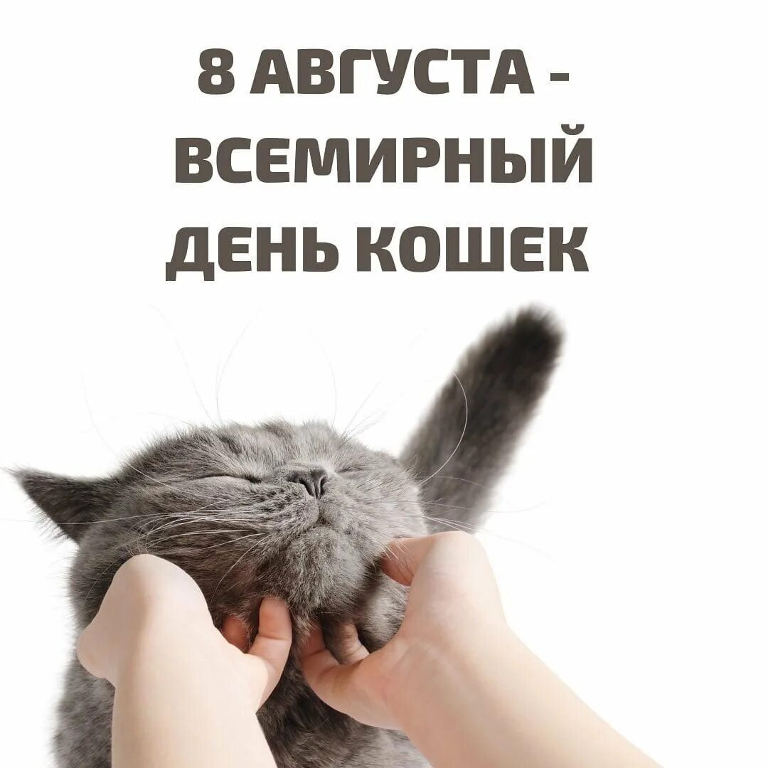 Всемирный день кошек. Поздравление с международным днем кошек. День кошек открытки. День кошек текст. С днём кошек поздравления.