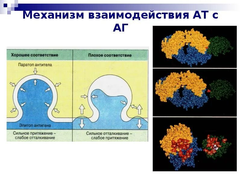 Механизм образования антител ат. Схема взаимодействия антигена с антителами. Клетки памяти и антитела. Механизм взаимодействия антигенов и антител. Механизм взаимодействия антигена с антителом.