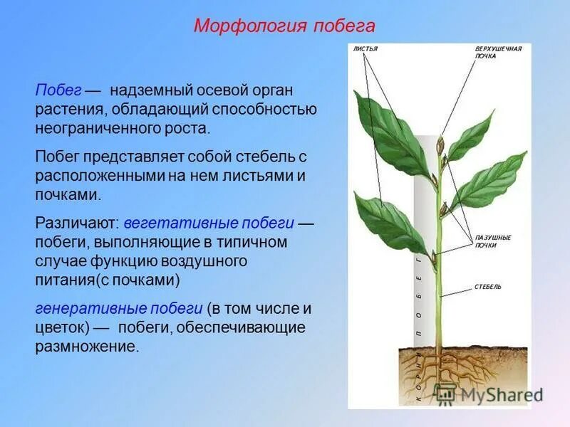 Основные функции побега. Весенний побег и летний побег хвоща. Вегетативные органы растений побег. Побеги выполняют функцию. Основные функции побега.