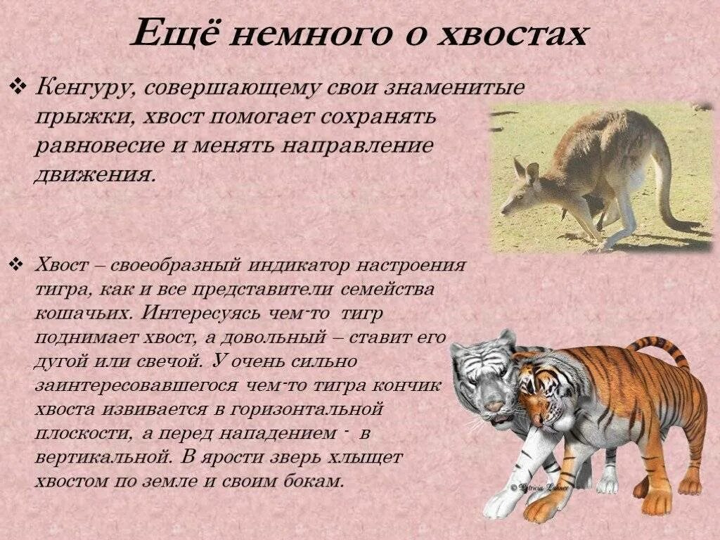 Хвост значение слова. Зачем нужен хвост. Зачем животным хвост?. Презентация хвосты у животных. Почему у животных хвосты.
