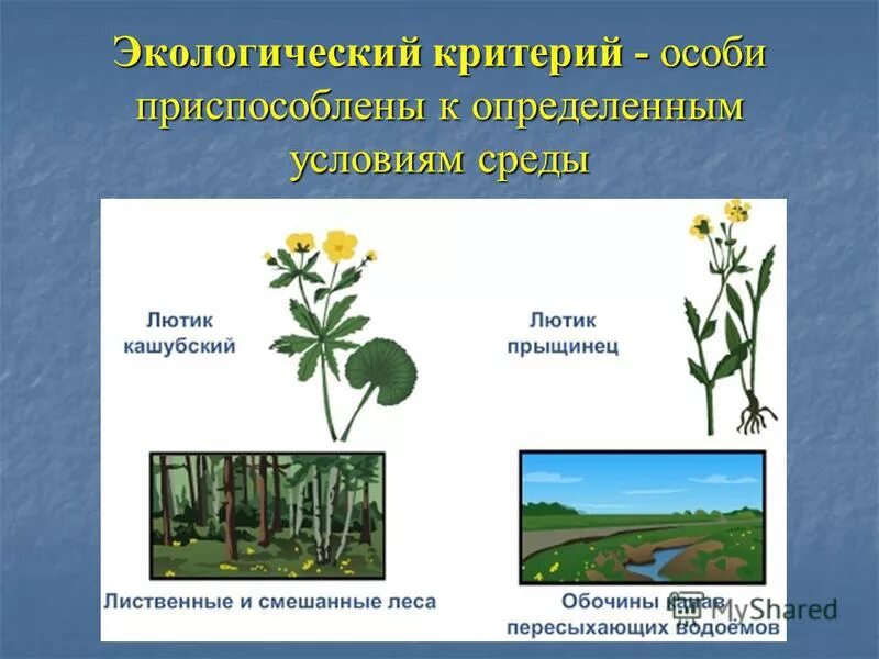 Выберите описание которое соответствует экологическому критерию. Выберите описание которое соответствует экологическому критерию. Этологический критарий видат. Выберите описание которое соответствует экологическому критерию. Экологический критерий это в биологии.