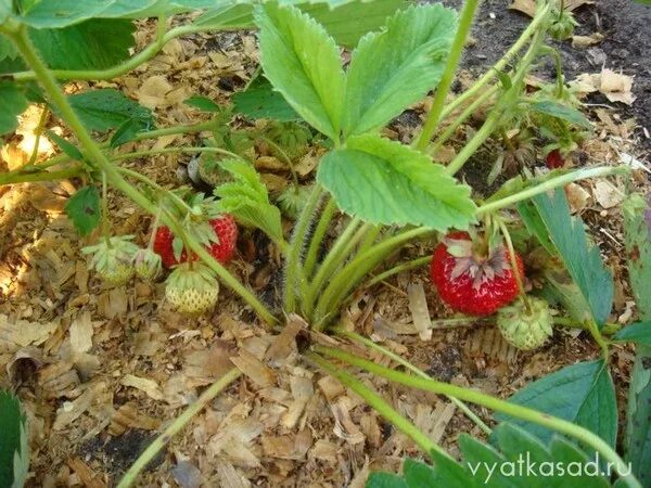 Чтобы ягоды клубники не касались земли. Подпорки для клубники. Подставки для ягод клубники своими руками. Профилактика от гнили на клубнике. Чтобы ягоды клубники не лежали на земле.