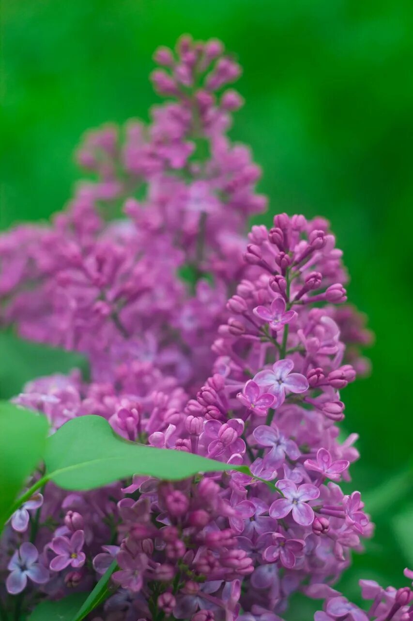 Сирень флауэрфеста уайт. Lilac фото. Сирень пирлесс пинк. Сиреневые цветы. Сирень пятилистник.