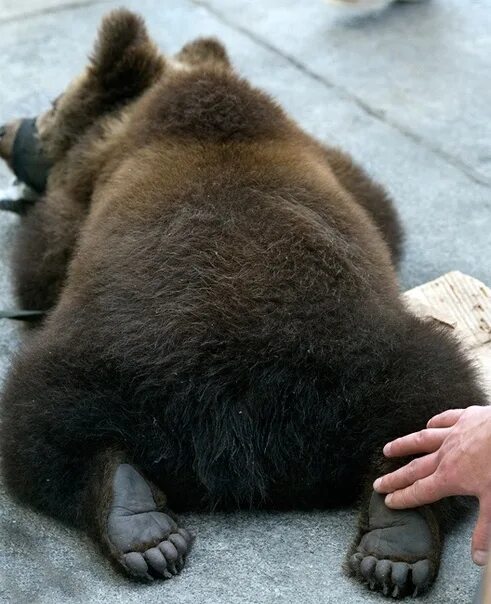 Толстый медведь. Лапы медведя. Bear s eye