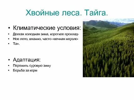 Природная зона севернее хвойных лесов