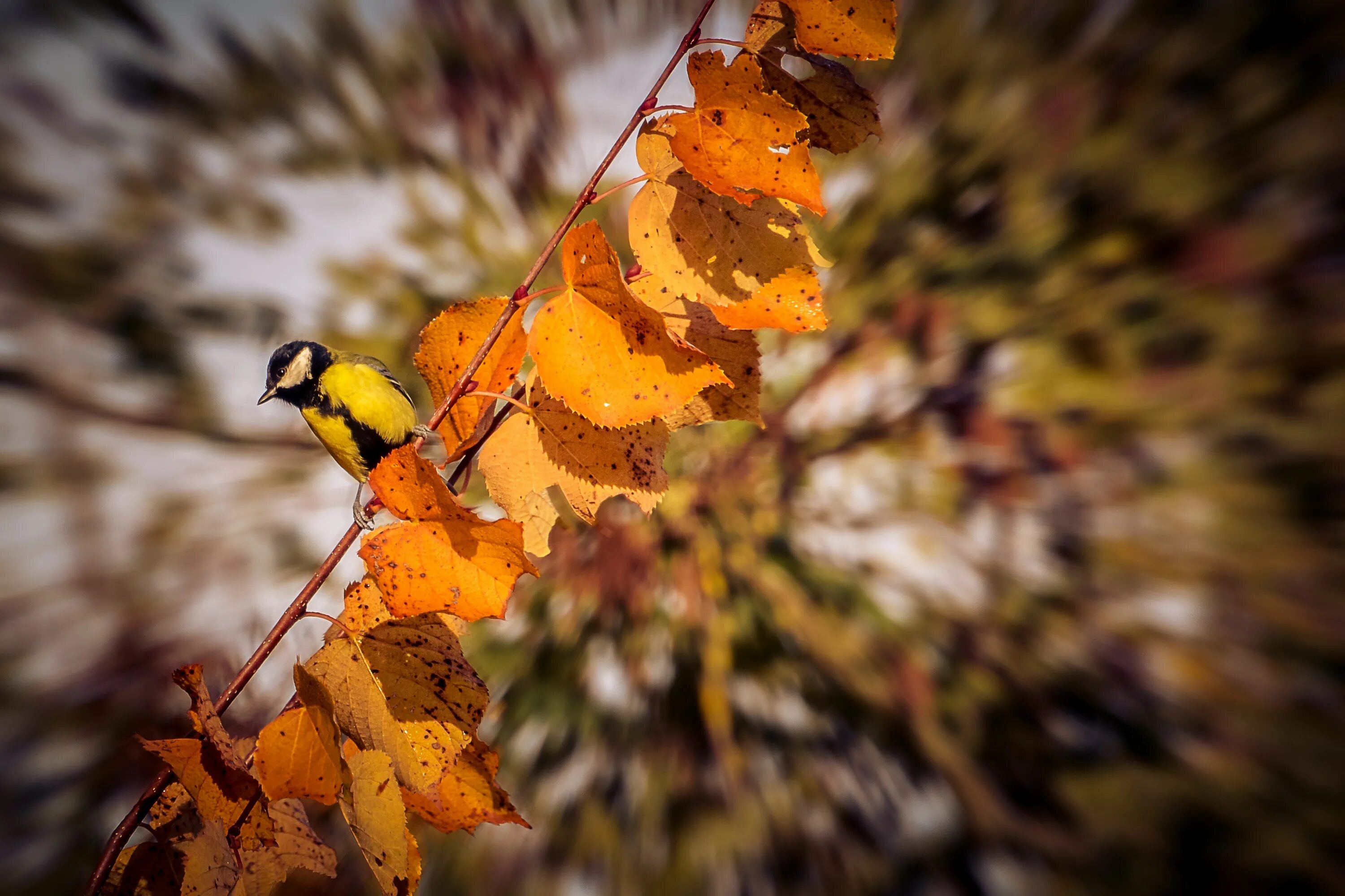 Autumn birds. Осенние птицы. Осень птицы. Птицы осенью. Птицы в листве.