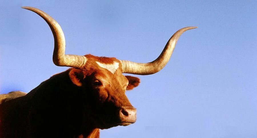 Bull cock. Техас лонгхорн порода коров. Бык породы лонгхорн. Texas Longhorns бык. Техасский лонгхорн рога.