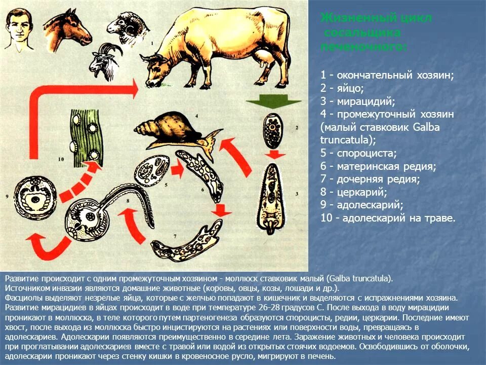 Какое животное является промежуточным хозяином бычьего цепня