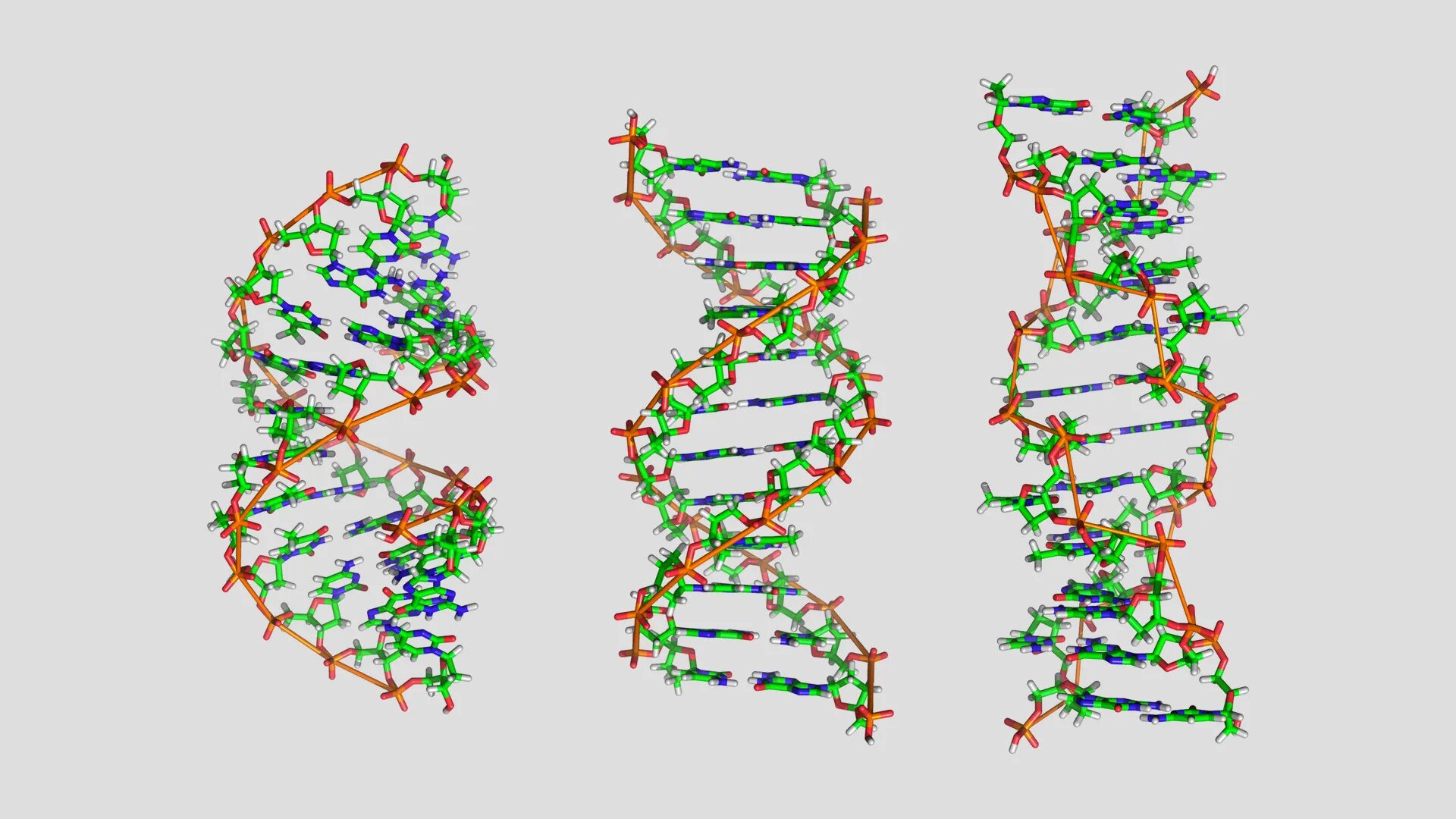 Формы ДНК. Конформация ДНК. Конформационные формы ДНК. B форма ДНК.