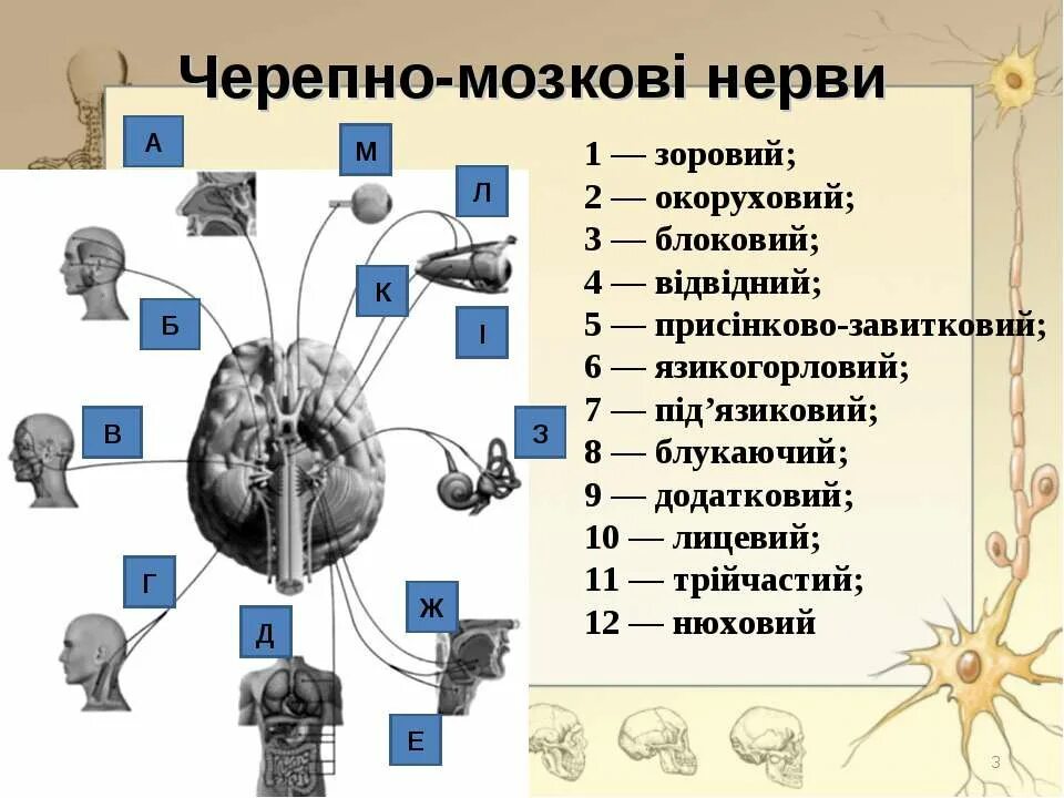 1 6 черепные нервы. Черепные нервы. Черепно мозкові нерви. 12 Черепных нервов. 12 Пар черепно мозговых нервов.