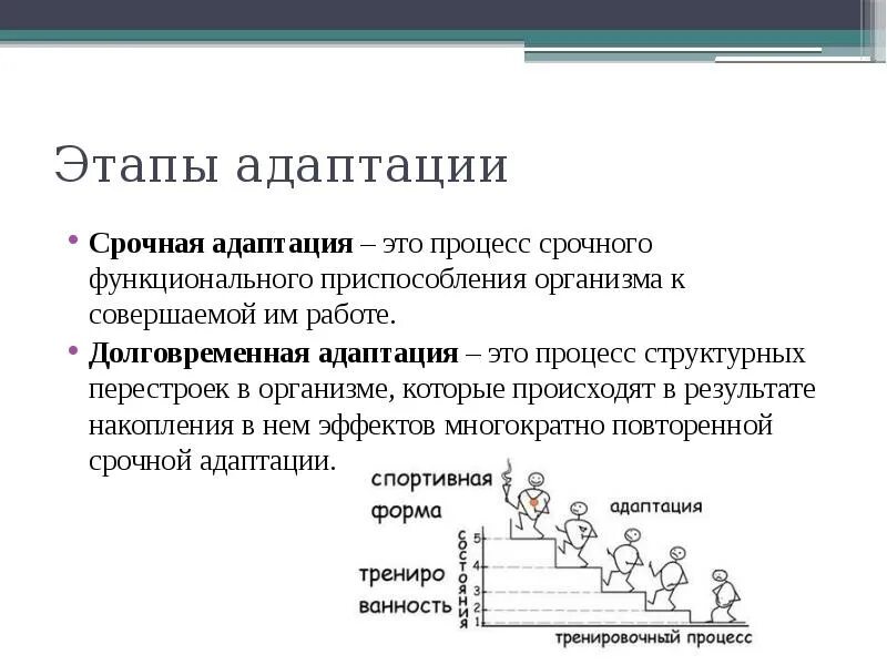 Синоним слова адаптация. Срочная адаптация примеры. Этапы адаптации организма. Срочная и долговременная адаптация. Этапы формирования адаптаций.