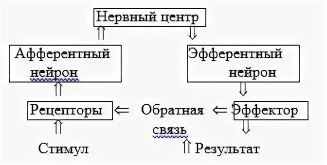 Нервный центр физиология