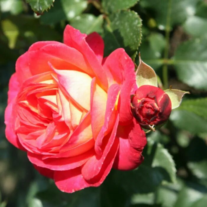 роза флорибунда митсаммэ. роза флорибунда митсаммэ. флорибунда мидсаммер фото. роза сорт мидсаммер. роза мидсаммер.