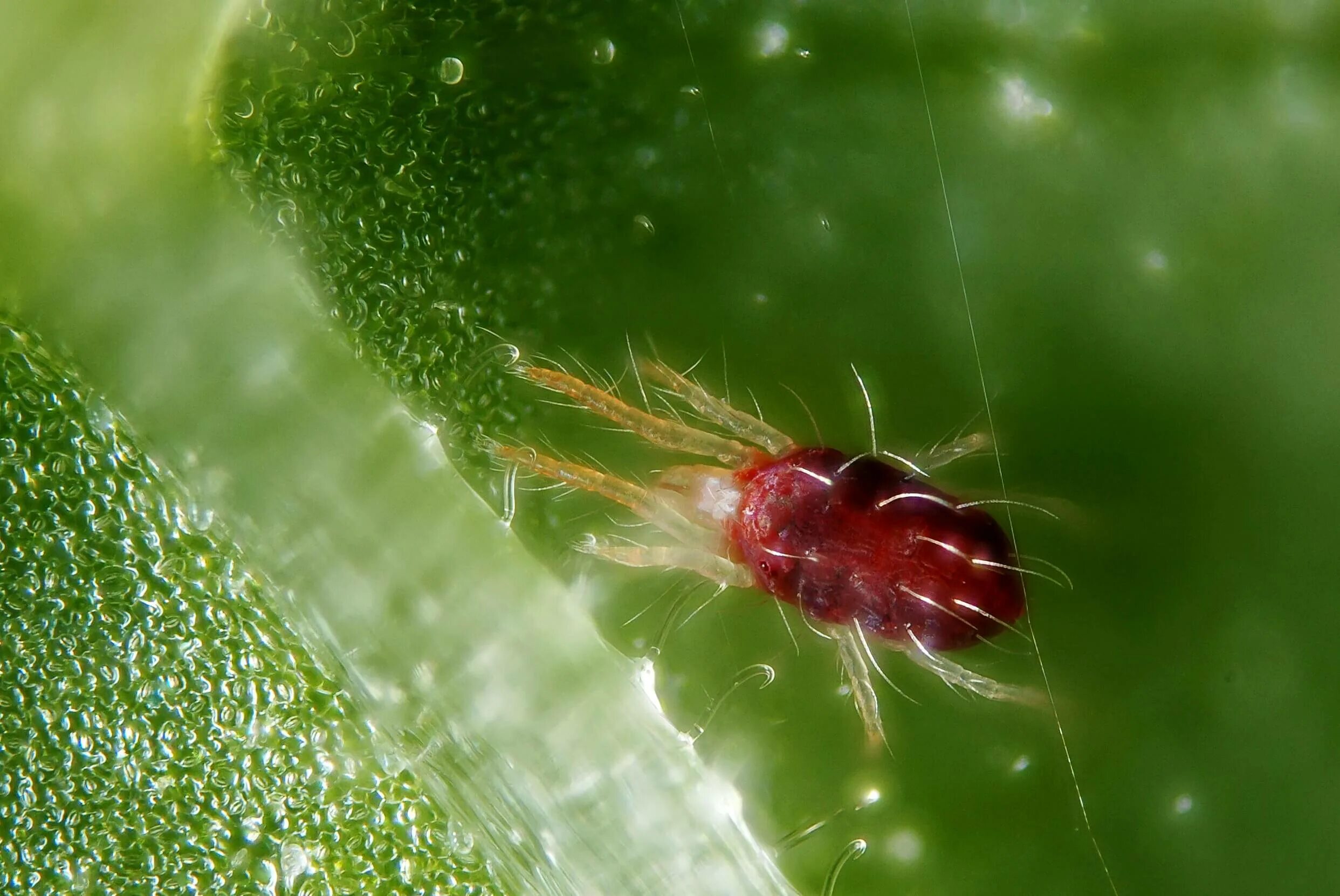 Паутинный клещ (Tetranychus urticae. Обыкновенный паутинный клещ Tetranychus urticae Koch. Имаго обыкновенного паутинного клеща. Паутинный Земляничный клещ. Борьба с клещами растений