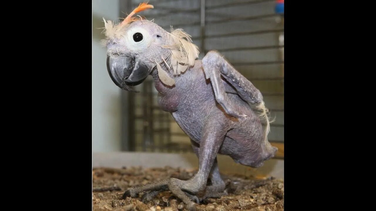 Человек животное без перьев. Общипанный попугай. какаду без перьев.