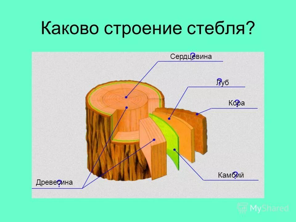 Структура древесины камбий. Строение дерева Луб камбий. Строение луба стебля.