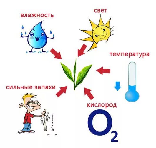Запах кислорода. Свет температура влажность. Температура влажность свет растения. Свет температура влажность картинки. Температура свет влажность факторы.