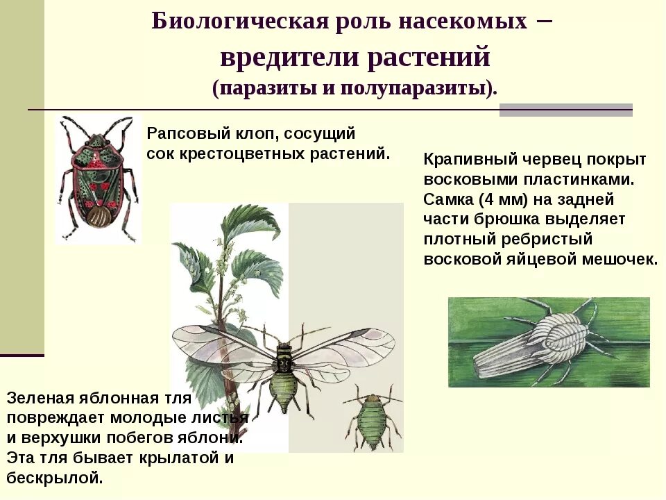 Биология 7 класс насекомые вредители культурных растений. Насекомые вредители культурных растений таблица. Насекомые вредители 7 класс биология. Насекомые вредители культурных растений сообщение. Распределите предложенные растения по группам полупаразиты паразиты