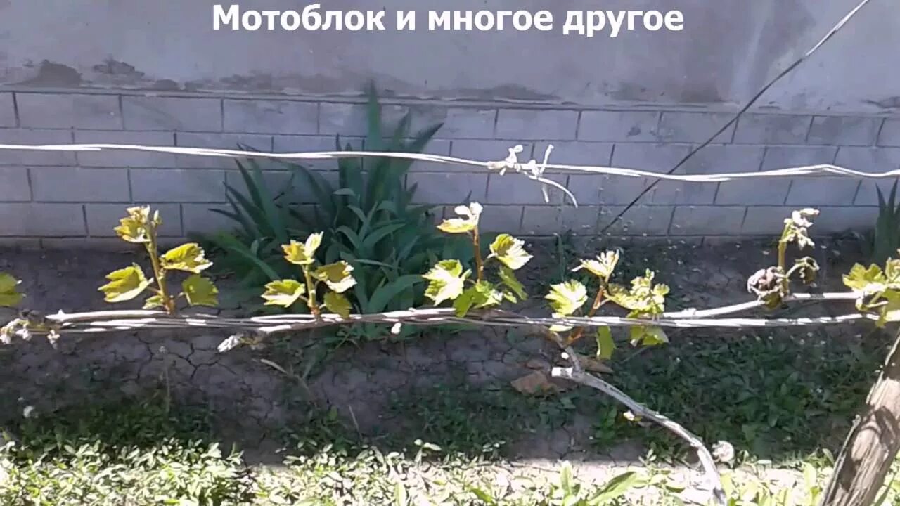Подмерз виноград весной. Подмерз виноград весной. Виноград и заморозки весной. Плач винограда. Лоза винограда после зимы.