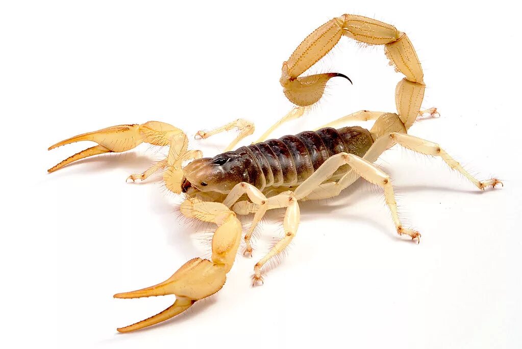 Ангела перл скорпион. Hadrurus arizonensis. стрипедтальский скорпион. гадрурус скорпион. аризонский древесный скорпион.