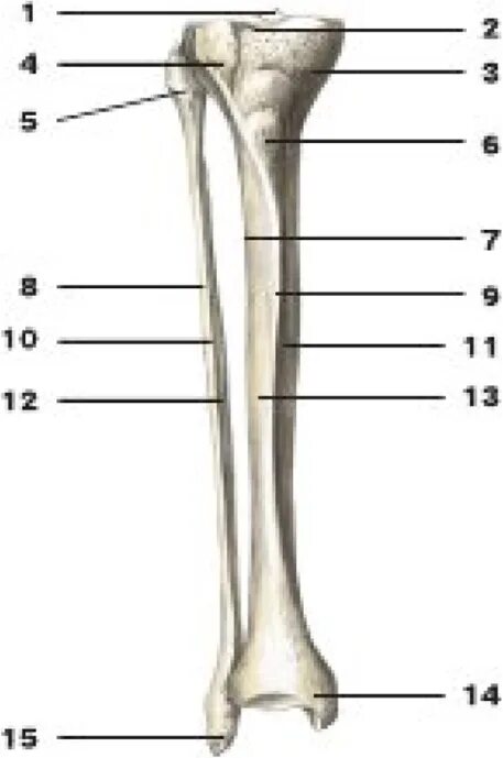 Мыщелок большеберцовой. Наружный мыщелок большеберцовой кости анатомия. Большеберцовая и малоберцовая кости. Большеберцовая кость рентген анатомия. Межмыщелковое возвышение берцовой кости.