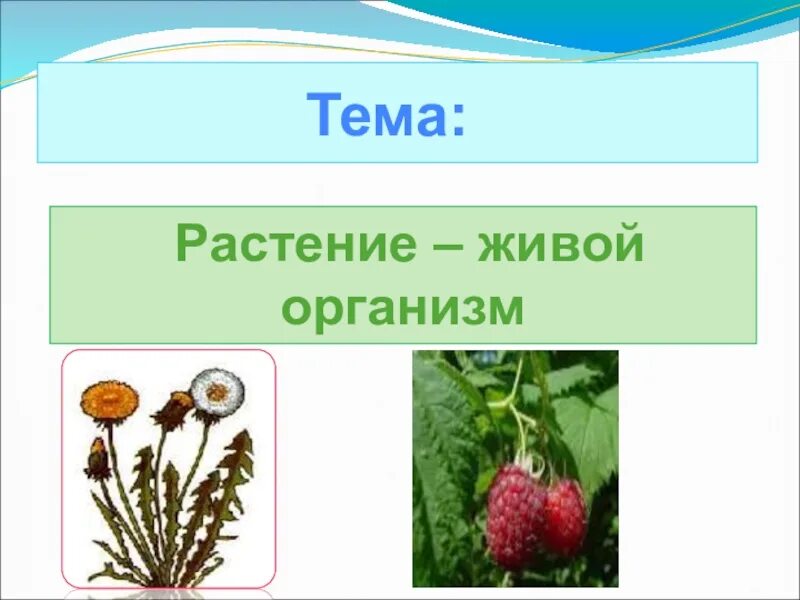 Почему растения живые организмы. Растение живой организм. Растения живые существа. Растение это живое существо или организм. Живой организм цветка.