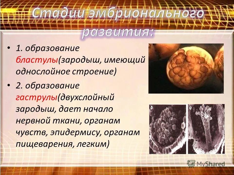 сердце эмбриона человека. начало зародышу дает. начало зародышу дает. начало зародышу дает. эволюционная эмбриология.