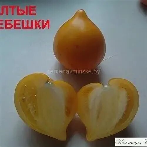 Гребешок семена