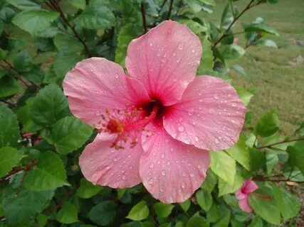 Amapola flor de puerto rico