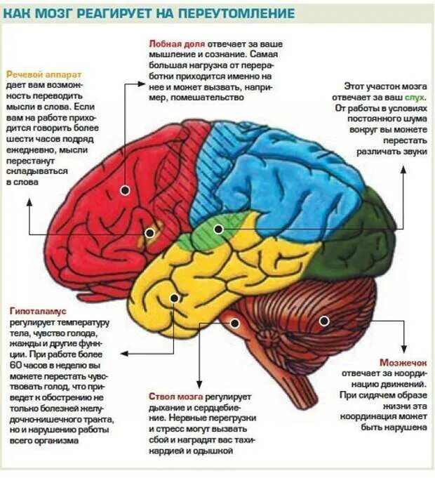 Части мозга. За что отвечают части мозга. За что отвечают отделы мозга. Отделы и зоны головного мозга.