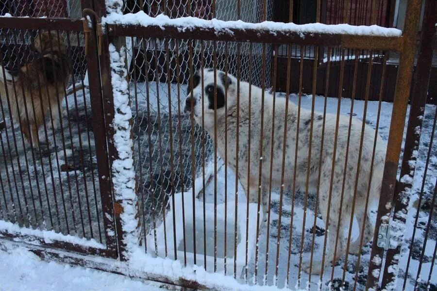 Приют для кошек в нижнем. Приют для животных в Нижнем Новгороде. Приют собачий сострадание Нижний Новгород. Собачий приют Нижний Новгород Автозаводский район. Приют для животных в Нижнем Новгороде Сормовский район.