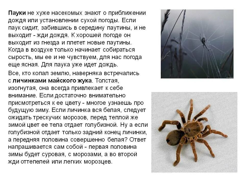 Почему нельзя есть пауков