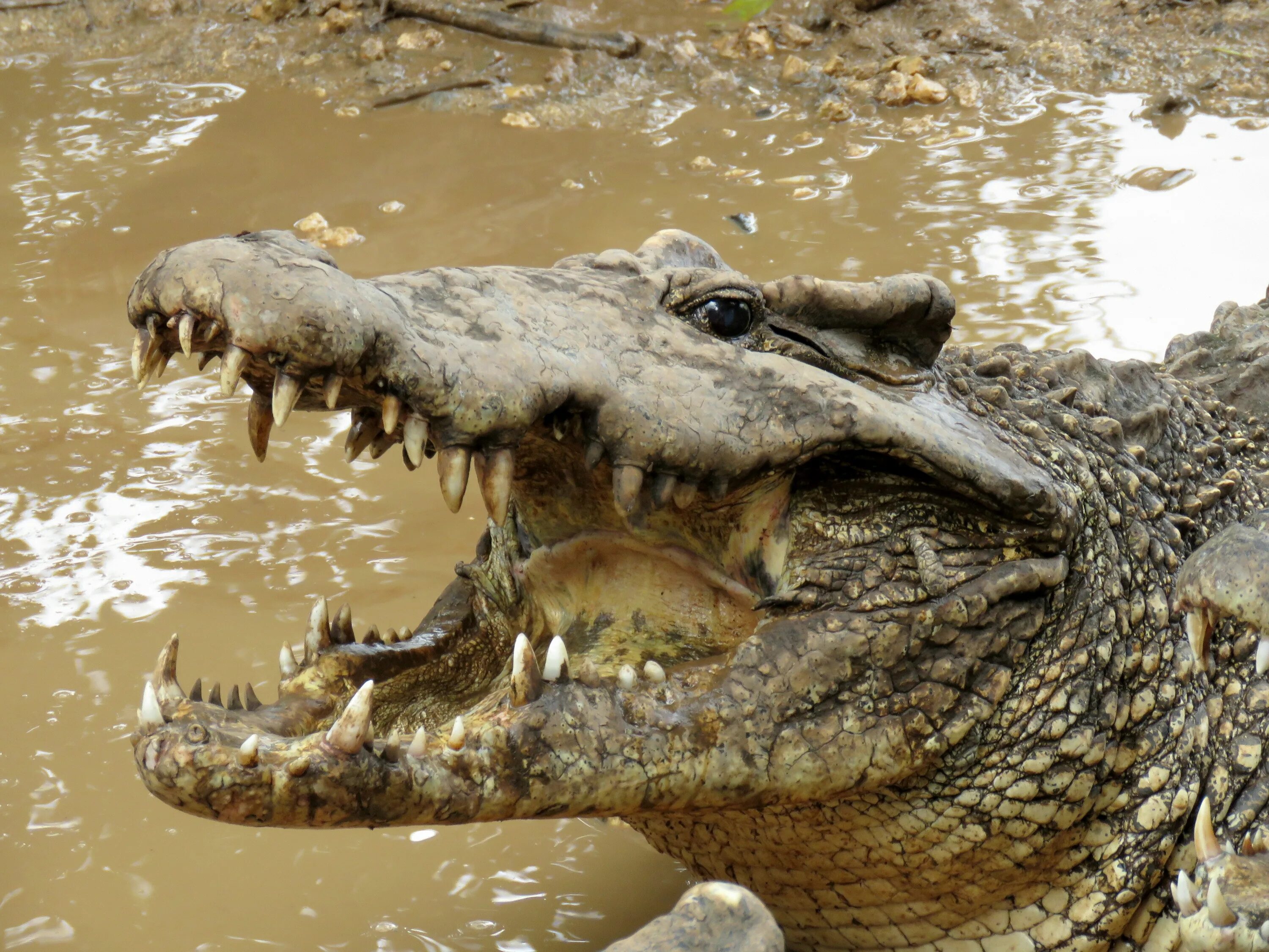 Крокодил про животных. Кубинский крокодил альбинос. Гребнистый крокодил. Кубинский крокодил Кайман.