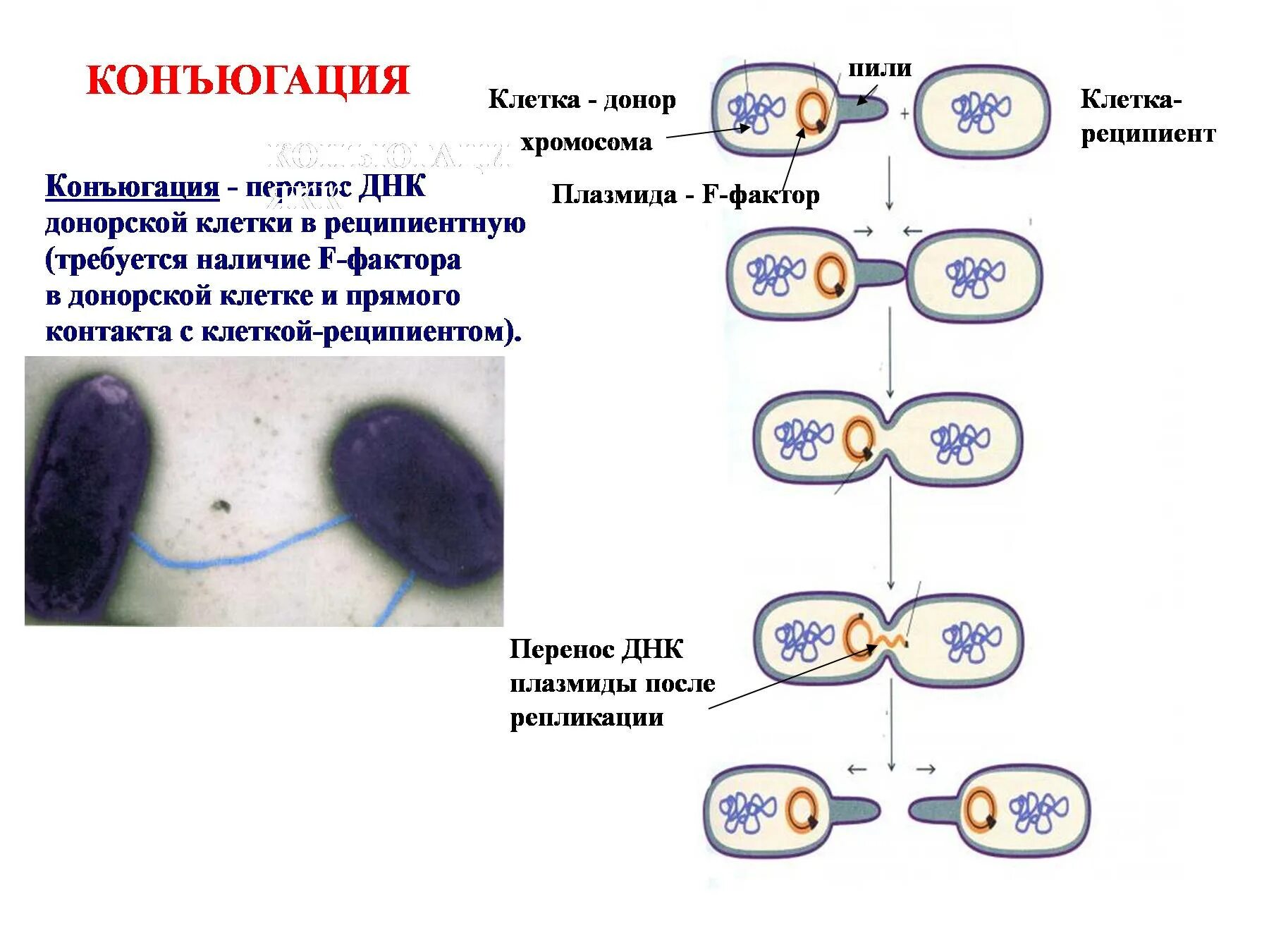 Бактерия донор. Конъюгация микробиология f фактор. Конъюгация прокариот схема. Конъюгация бактерий схема. Механизм конъюгации микробиология.