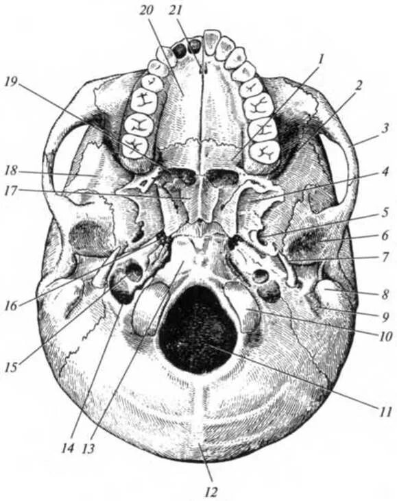 Основание черепа отделы. Топография черепа наружное основание. Основание черепа анатомия. Наружная поверхность основания черепа анатомия. Наружное основание черепа яремное отверстие.