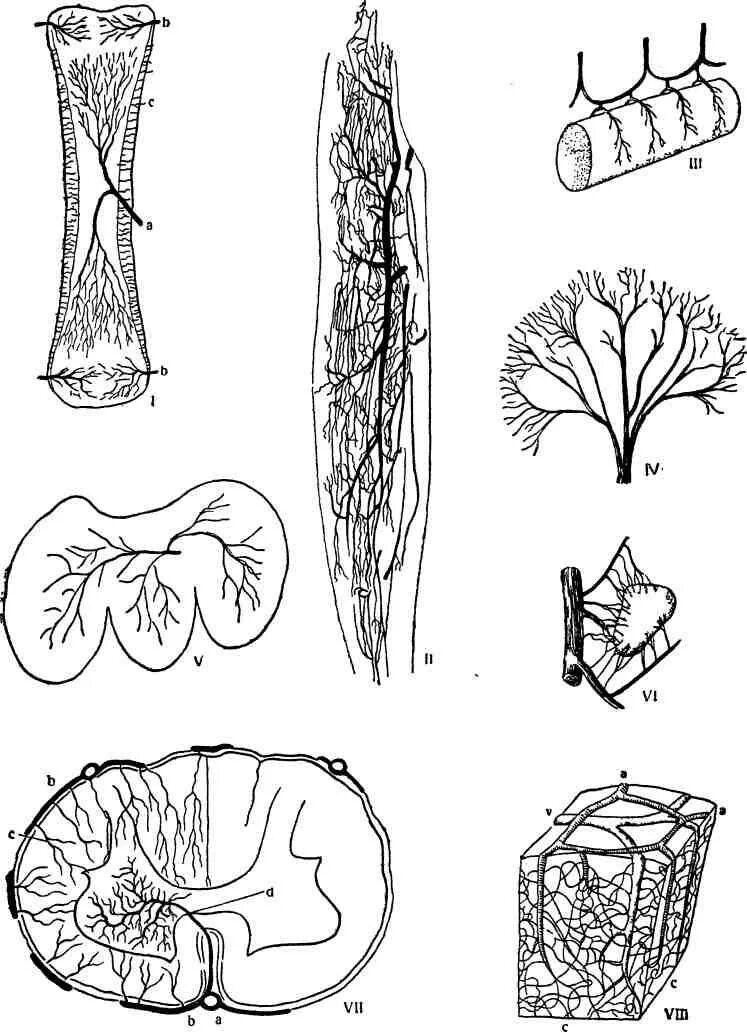 Ветвление сосудов. Ветвление сосудов. Ветвление сосудов. Магистральный тип ветвления сосудов. Магистральные экстраорганные и внутриорганные сосуды.