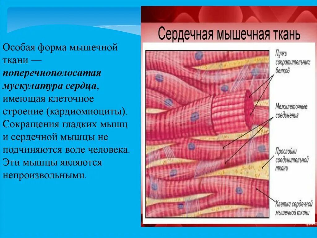 Сердечная мышечная ткань рисунок. Поперечнополосатая сердечная мышца ткани. Поперечнополосатая сердечная мышечная ткань гистология. Поперечнополосатая мышечная ткань строение клеток. Строение клетки поперечнополосатая Скелетная мышечная ткань.