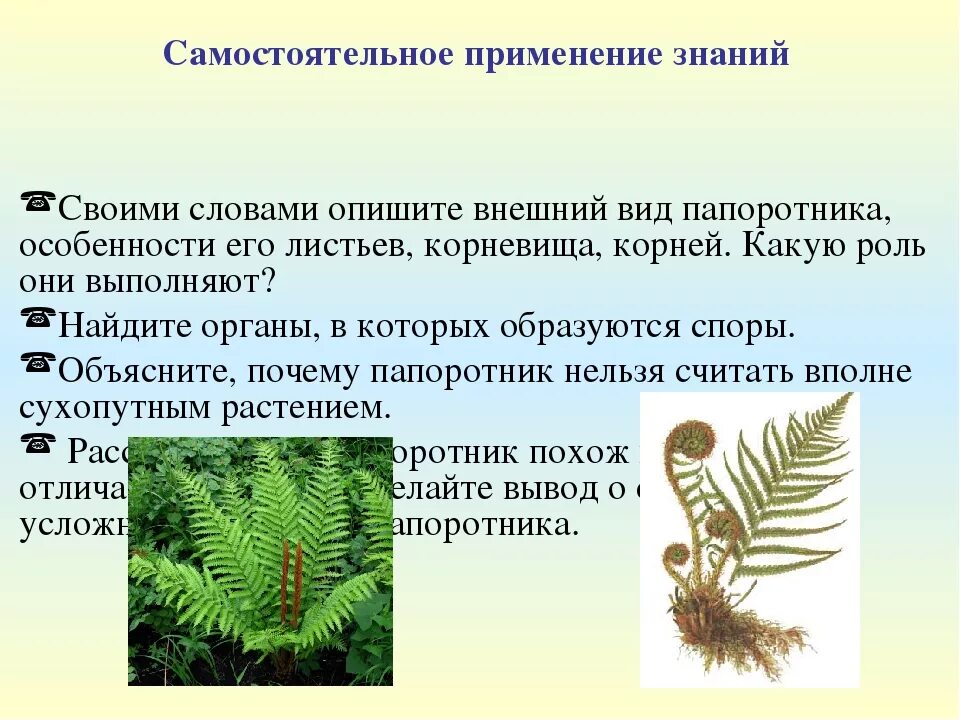 Какие жизненные формы папоротников. Доклад по биологии 5 класс папоротники. Папоротники презентация 5 класс. Проект на тему папоротник. Презентация по биологии Папоротниковидные.